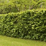 How to Properly Water Your Hedges
